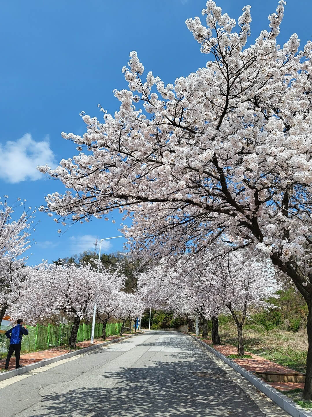 충남 벚꽃 명소 5 소개 및 호텔 아산스파비스