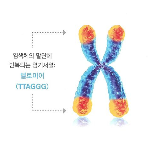 텔로미어