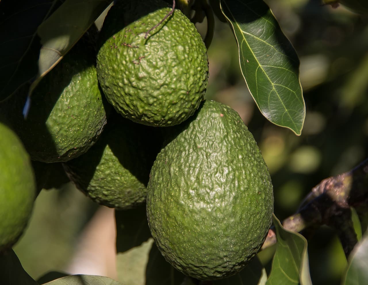 세계 10대 슈퍼푸드 ⑦ 아보카도 🥑 - “과일인가 채소인가? 고소함 속 영양폭탄”