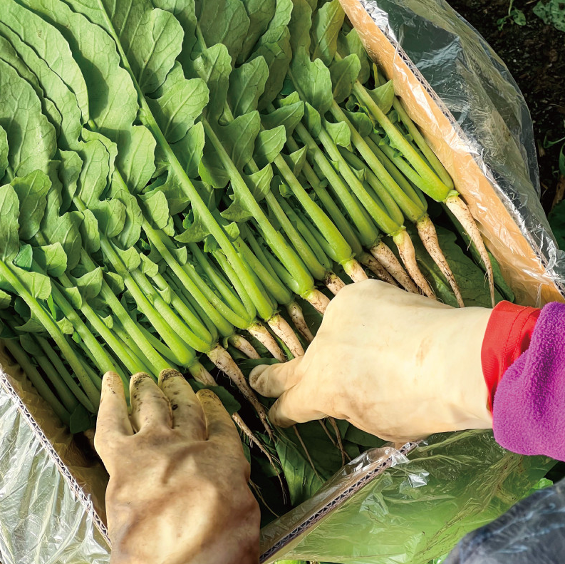 포천 싱싱팜 열무 얼갈이 주문 방법
