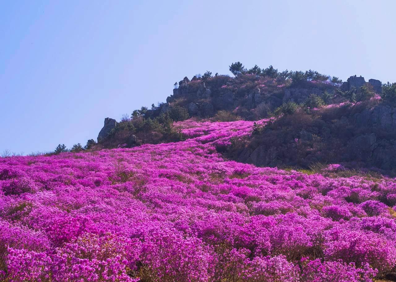 벚꽃 개화시기 봄축제 BEST5