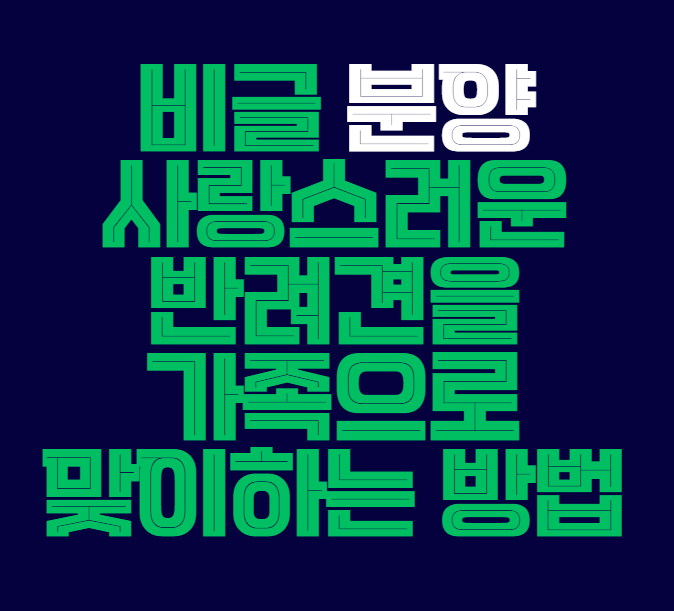 비글_분양