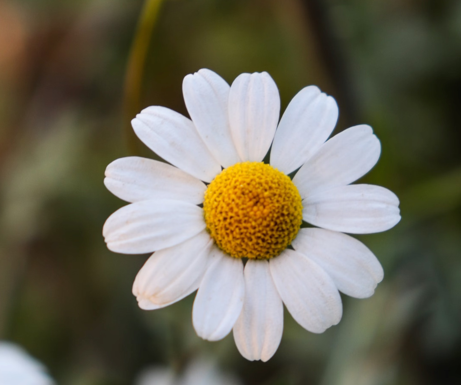카페인 없는 티