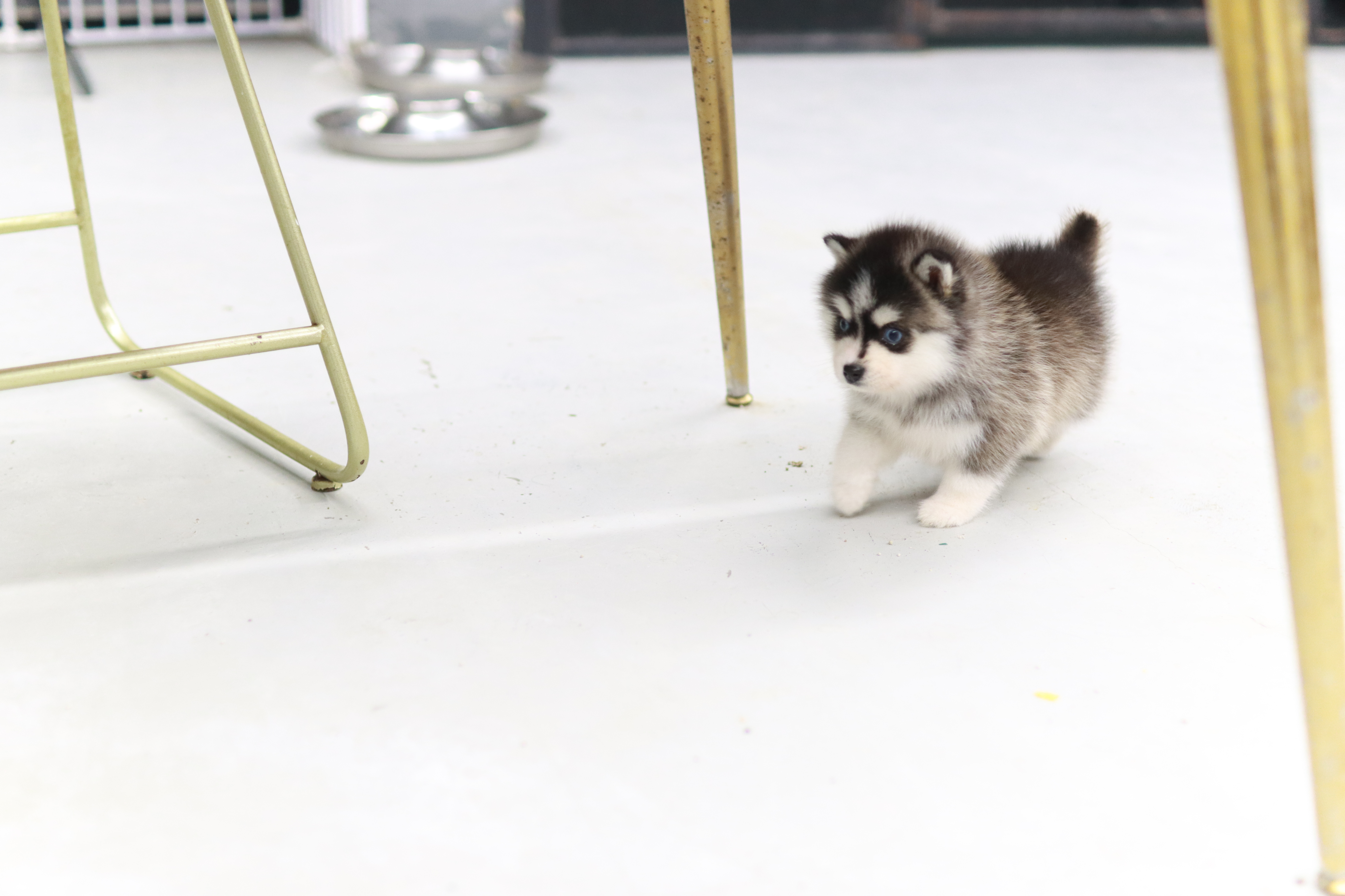 폼스키분양 전문 분양가격