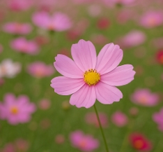 코스모스 축제하는곳