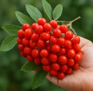 마가목 열매 효능