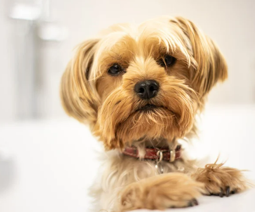 강아지 목욕 물 온도, 화상 위험 없는 황금 온도 측정법