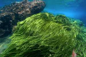 스피루리나 효과11