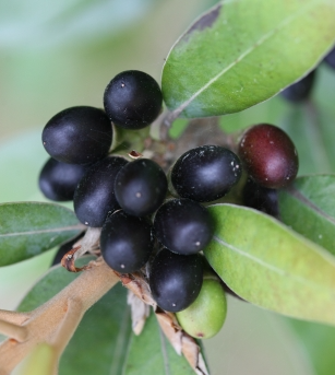 까마귀쪽나무 열매2