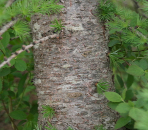 일본잎갈나무 수피