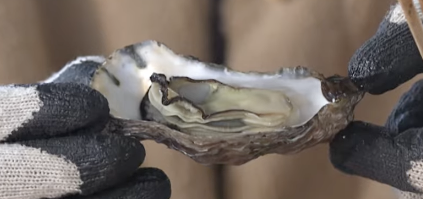 전현무계획2 굴구이