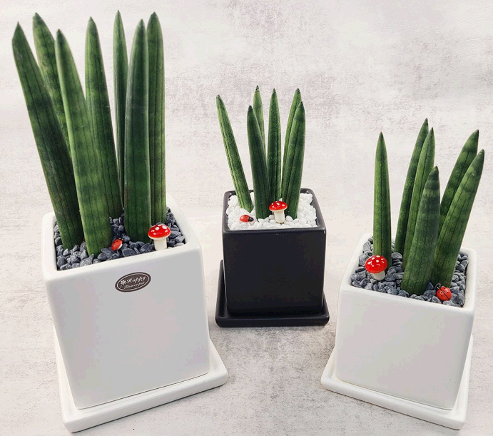 공기정화식물-스투키