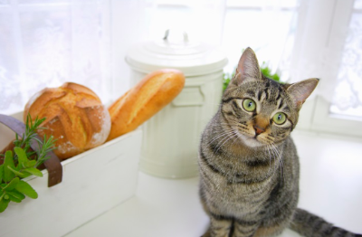 빵이 탐나는 고양이