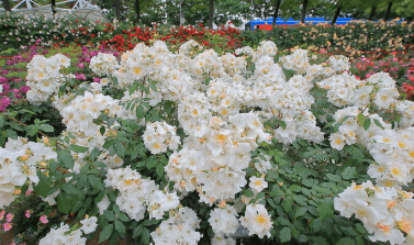 곡성 장미축제 기간, 입장료, 초대가수