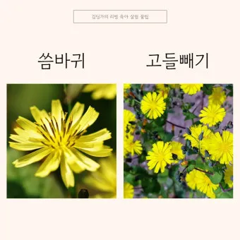 씀바귀 고들빼기 차이점 효능 비교_51