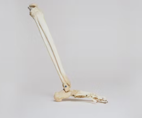 콜라겐 효능과 부작용 저분자 섭취 방법