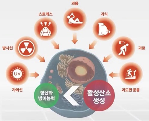 비타민C