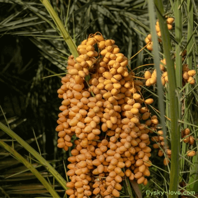 항산화제가 가득한 대추야자