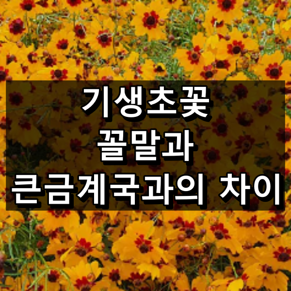 기생초꽃의 꽃말 그리고 큰금계국과의 차이 대표 이미지