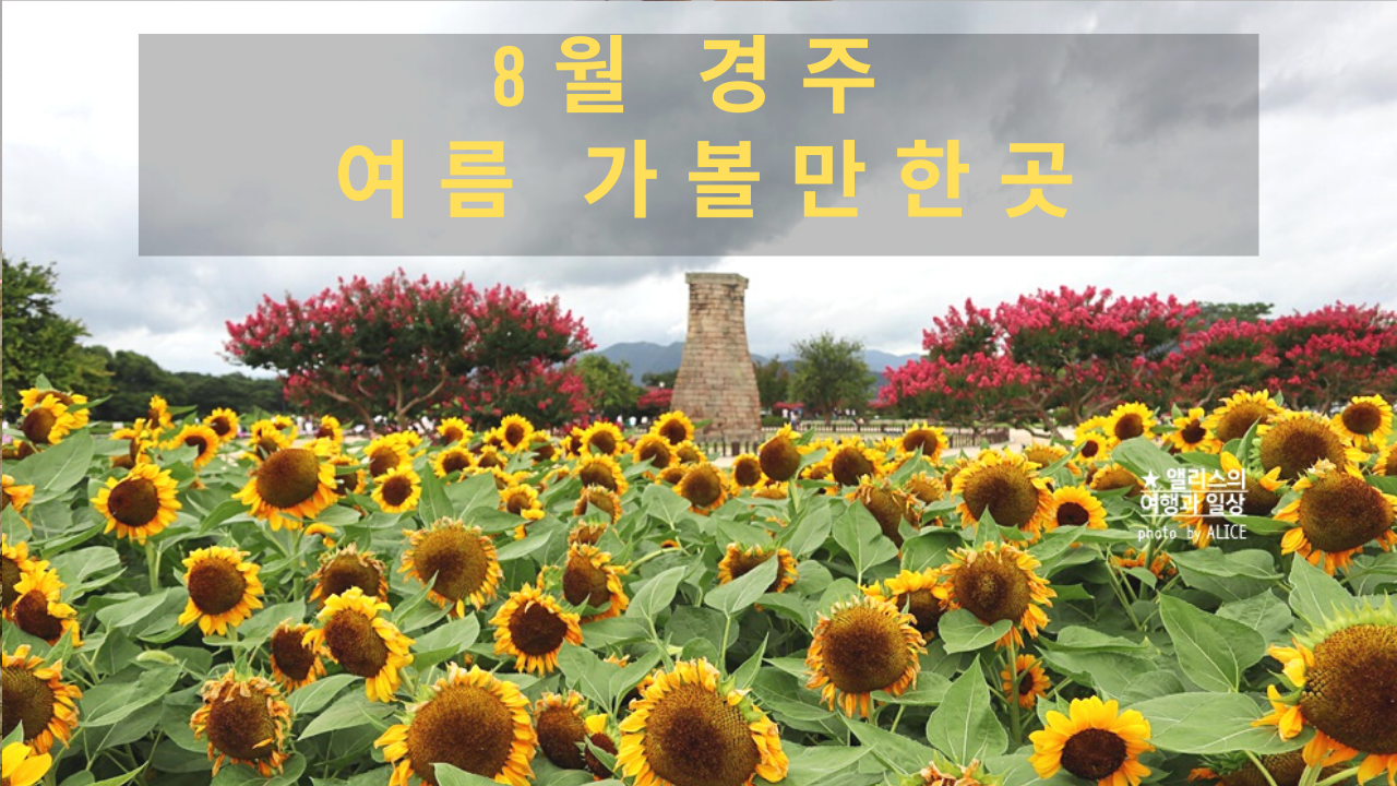 경주 해바라기 명소 , 경주 해바라기 밭 위치 모음, 7~8월 경주 여름 가볼만한곳, 첨성대