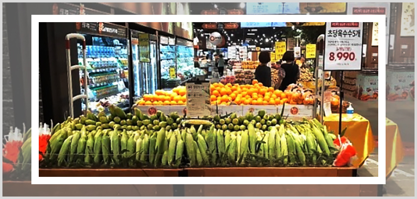 초당옥수수의 맛과 특징을 소개하기 위해 사용된 노랗고 당분이 충분히 들어 윤기가 나는 초당옥수수 이미지 입니다.