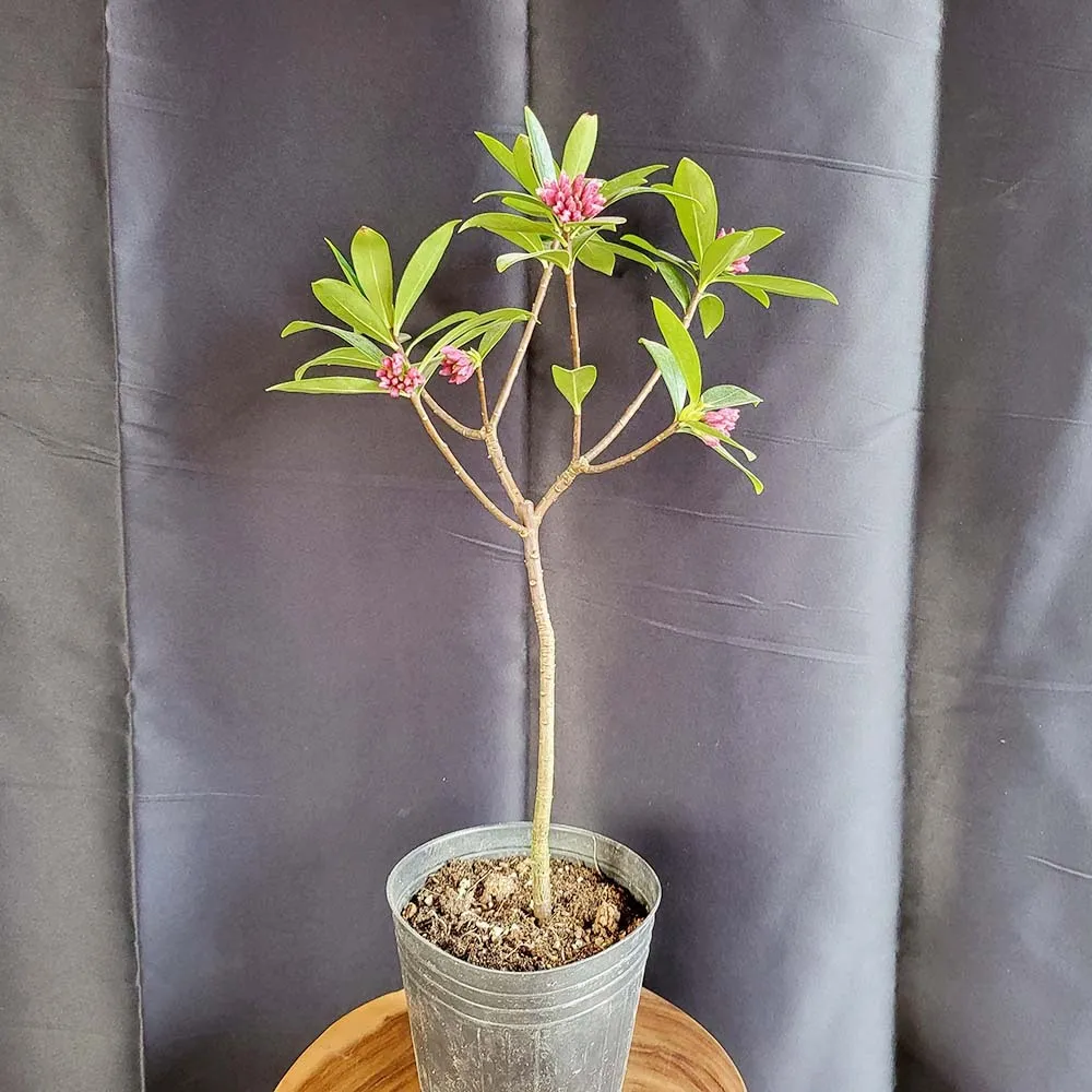 천리향 키우기와 향을 오래 유지하는 방법_8