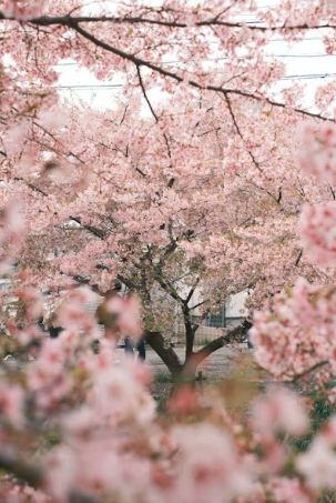 봄날의 경주 데이트&amp;#44; 벚꽃과 한옥 지붕 뷰를 품은 황리단길 고즈넉한 노키즈존 카페