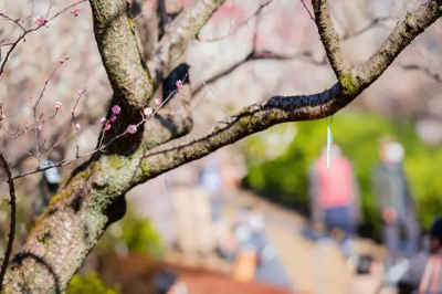 5월-꽃구경-명소