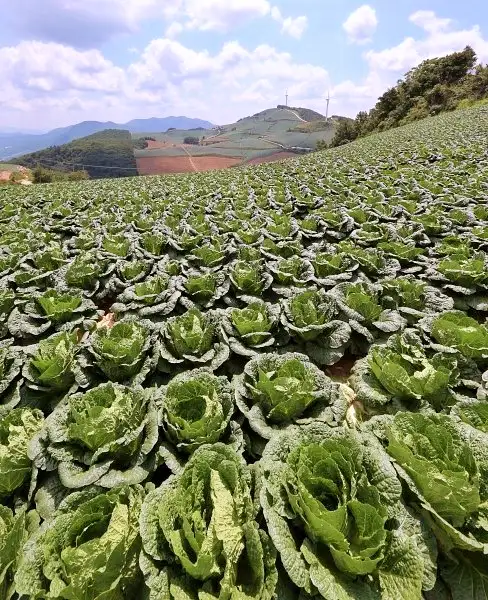 6시내고향 전북 무주 고랭지 배추 파는 곳 전국 택배 온라인 전화 주문 추천