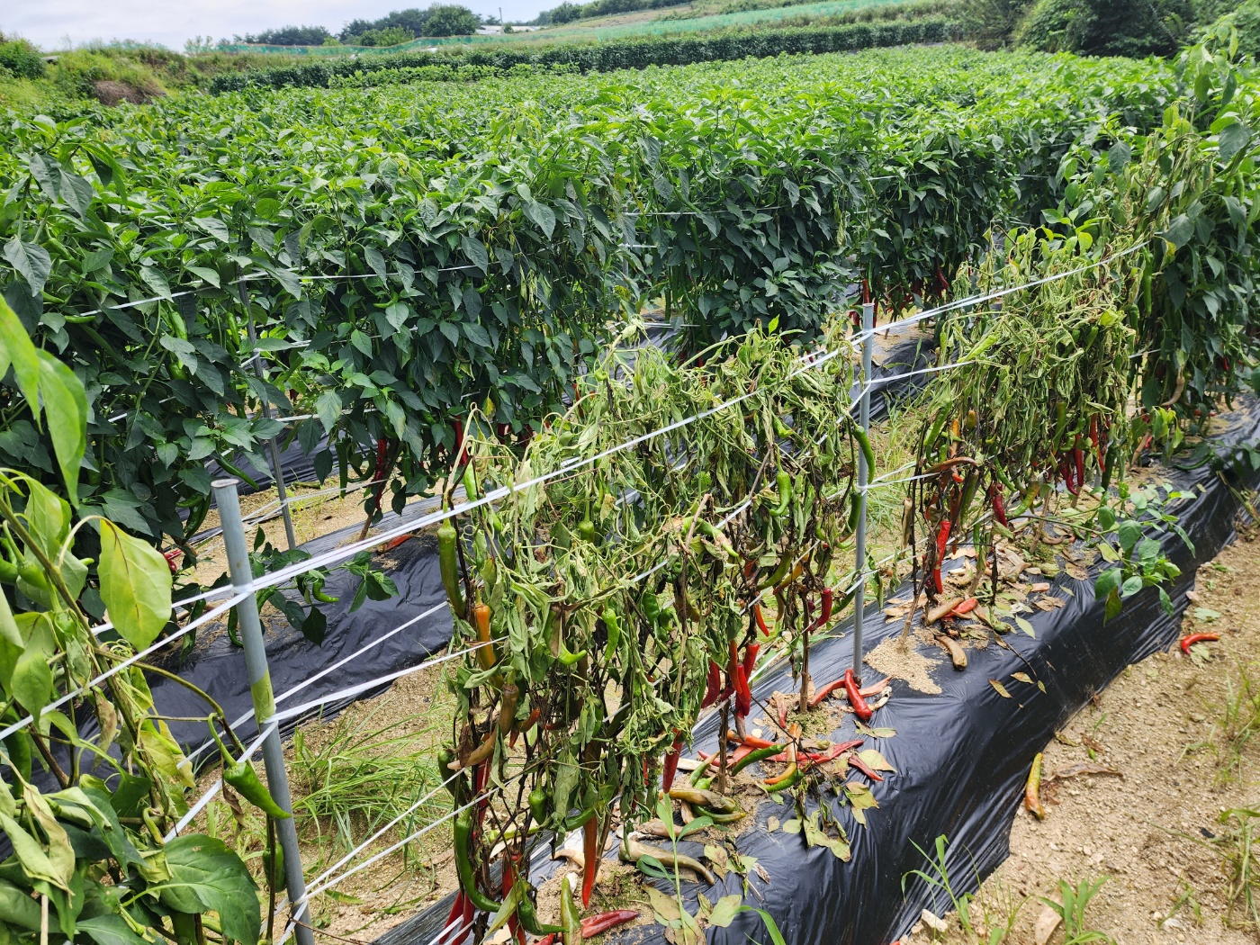 고추병충해 종류 사진 방재, 역병 탄저병 바이러스병 풋마름병