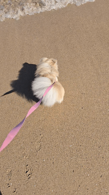 파도를 무서워하는 강아지