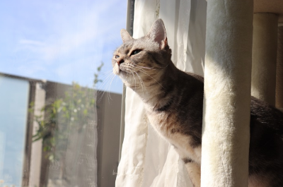밖을 내다보는 실내 고양이