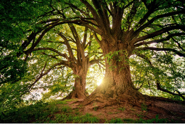 소음 대신 ‘자연의 주파수’가 뇌를 회복시키는 원리