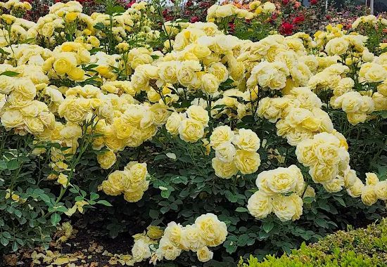 섬진강장미공원