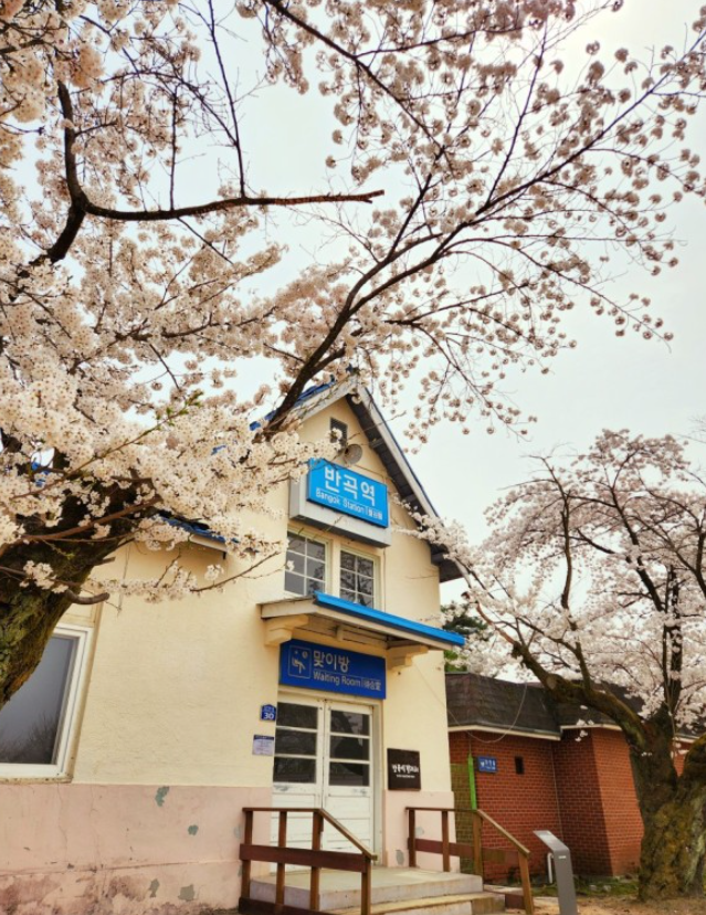 벚꽃 명소 추천