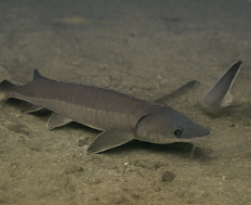 철갑상어 콘드로이친