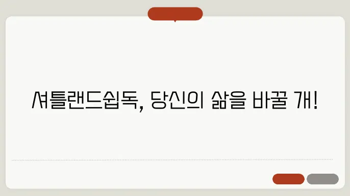 셔틀랜드쉽독 브리더 알아보기
