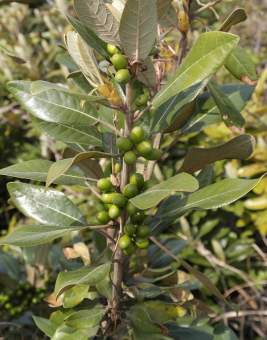 까마귀쪽나무 열매1