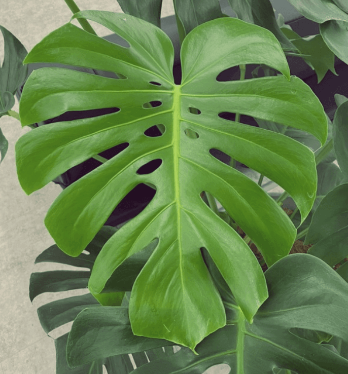 잎사귀가-넓은-히메몬스테라