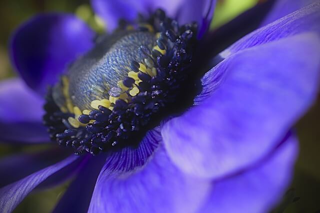 강원도 고산지대에 있는 희귀한 곰취 꽃가루 알레르기