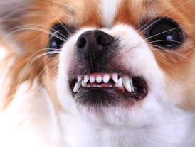 강아지 꿈해몽 개꿈 의미