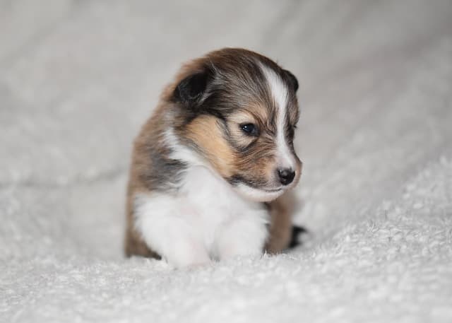 canine atopic dermatitis