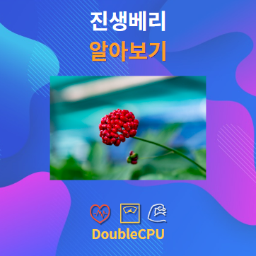 진생베리 알아보기