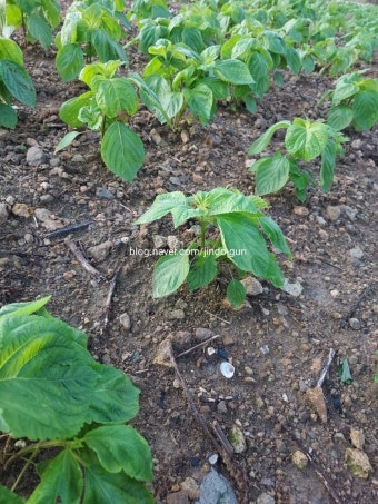 물주기와 웃거름 주기