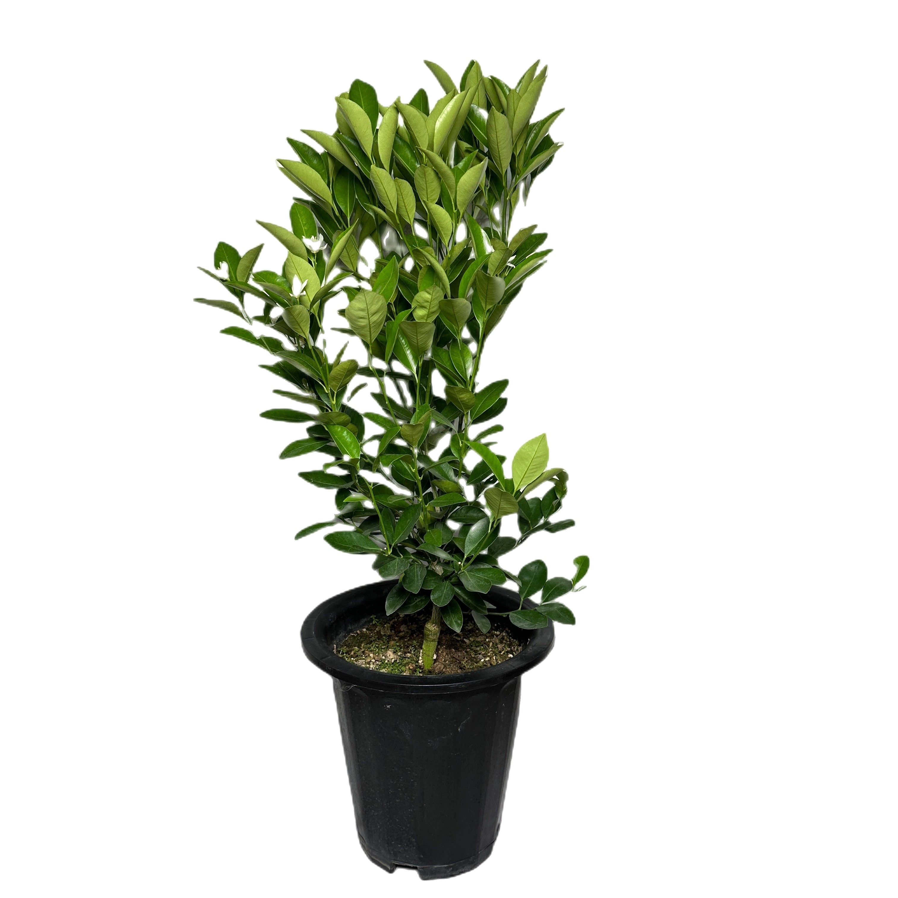 유주나무 키우기 금귤나무 키우기 쉬운 나무