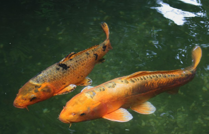 물고기 꿈 해몽