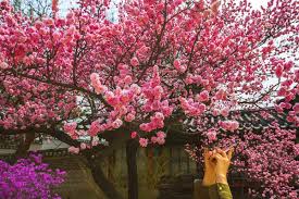 광양매화축제 기간 및 주차장 안내