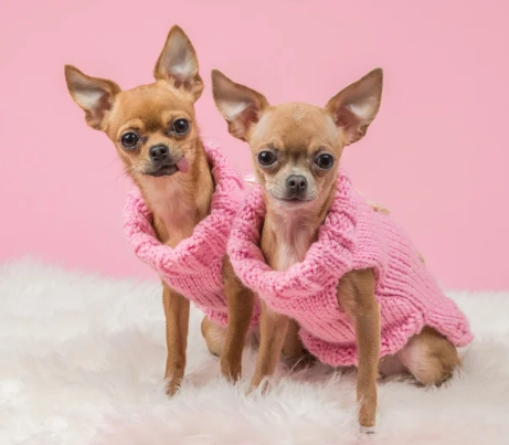 귀여운 견종 추천과 강아지 인기 순위