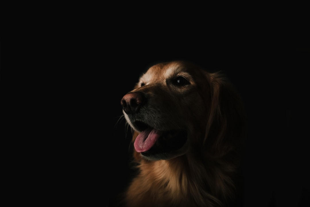 Dog.