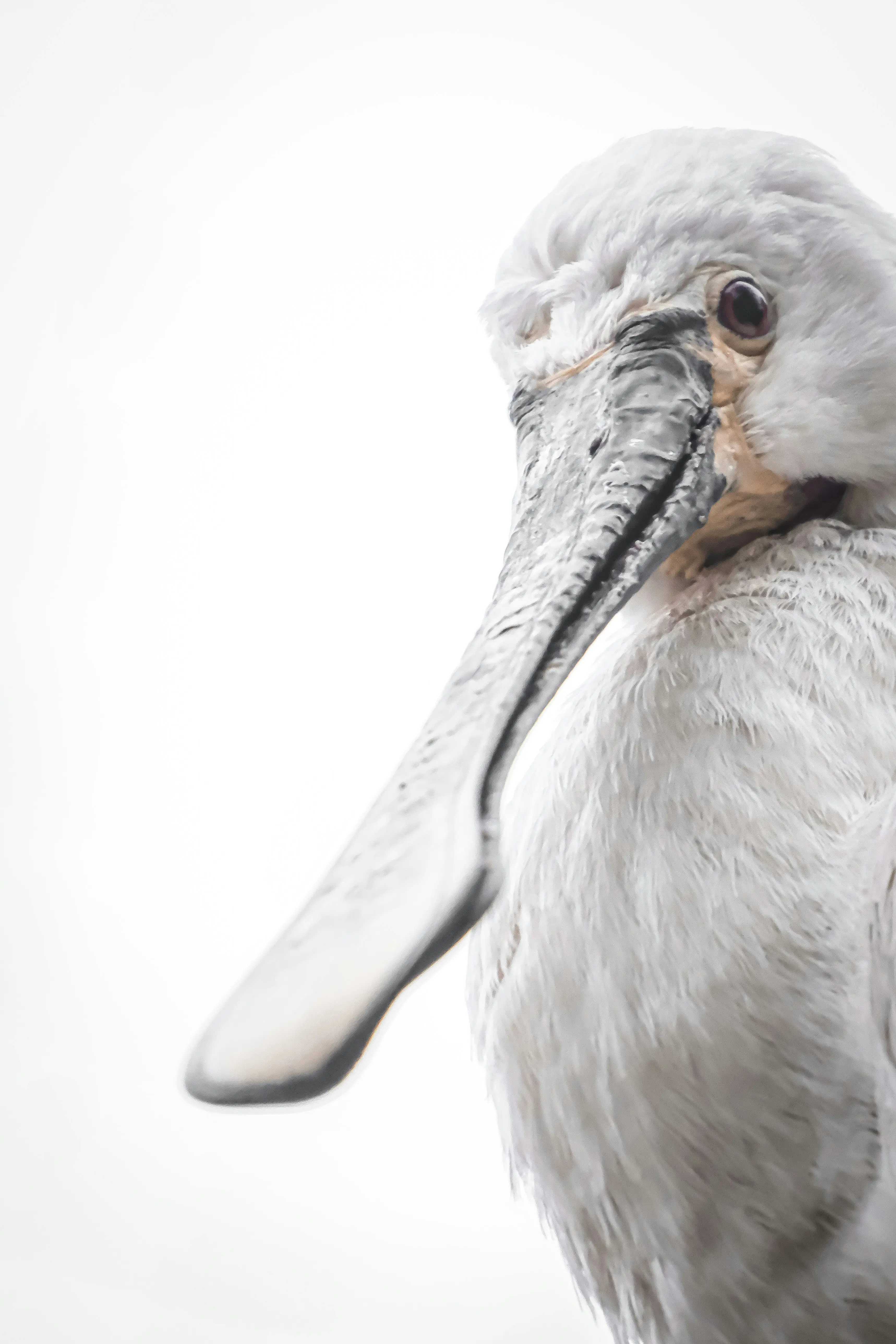 저어새의 부리와 얼굴 형태가 드러난 클로즈업 모습